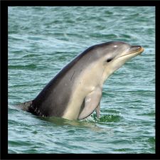Gippsland Lakes Burrunan Dolphins